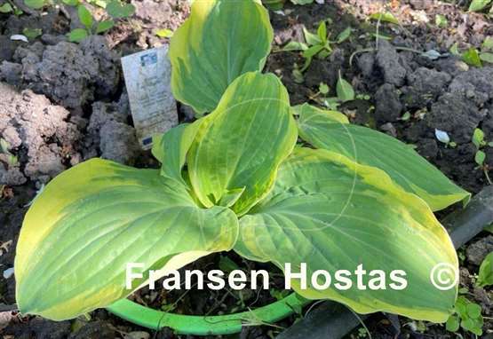 Hosta All Aflutter