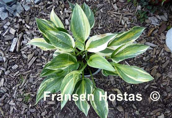 Hosta All In