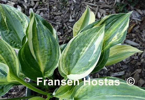 Hosta All In
