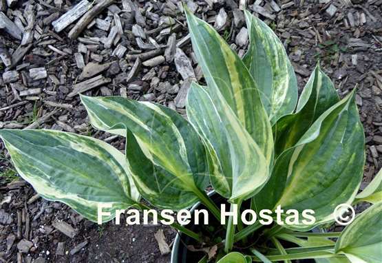 Hosta All In