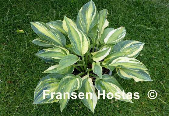 Hosta All In