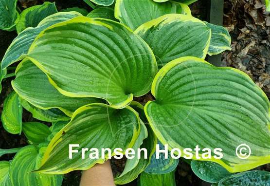Hosta All That Jazz