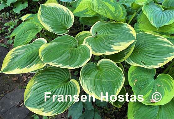 Hosta All That Jazz