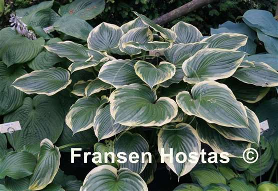 Hosta All That Jazz
