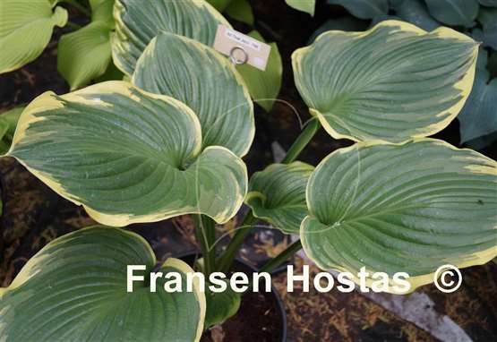 Hosta All That Jazz