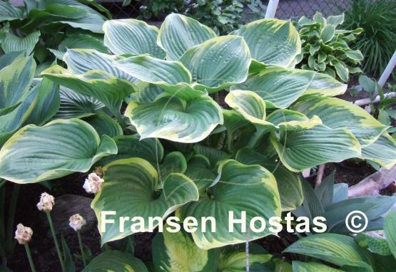 Hosta All That Jazz
