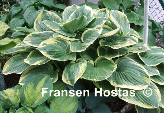 Hosta All That Jazz