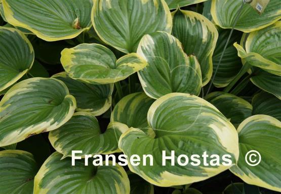 Hosta All That Jazz
