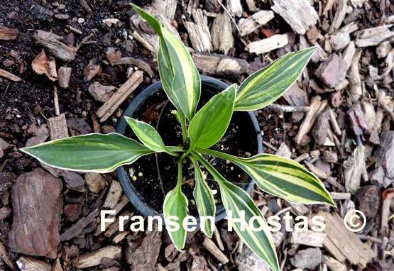 Hosta Allan P. McConnell Streaked