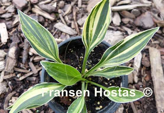Hosta Allan P. McConnell Streaked
