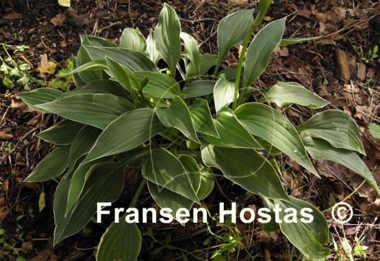 Hosta Allan P. McConnell