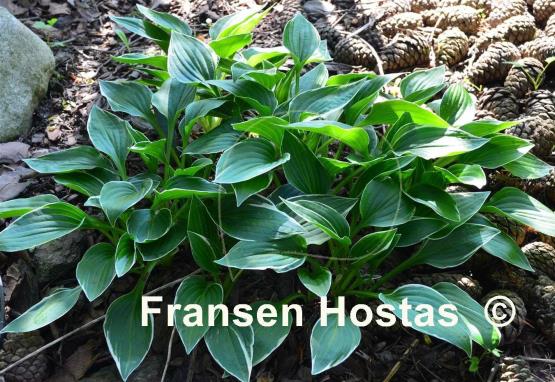 Hosta Allan P. McConnell