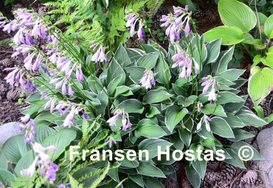 Hosta Allan P. McConnell
