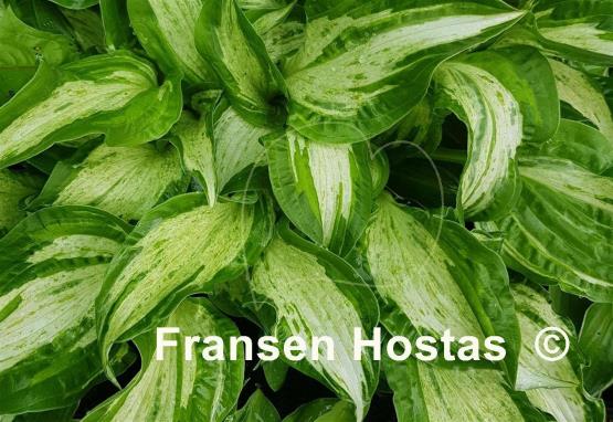 Hosta Allegan Fog