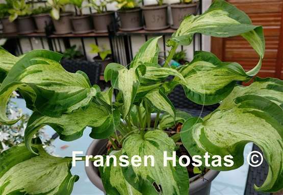 Hosta Allegan Fog
