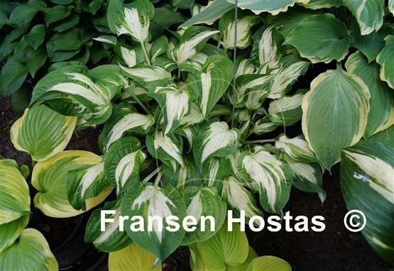Hosta Allegan Fog