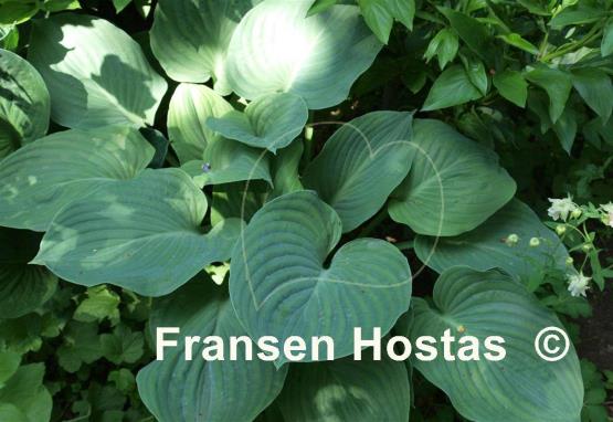 Hosta Allegan Emperor