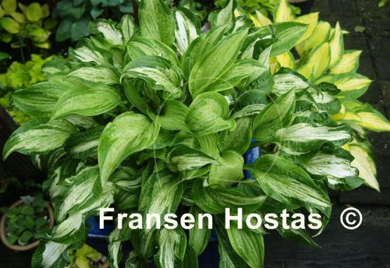 Hosta Allegan Fog