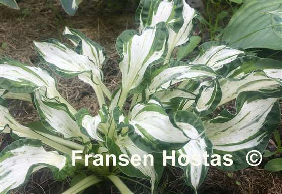 Hosta Alley's Star