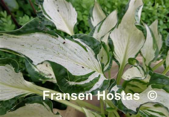 Hosta Alley's Star