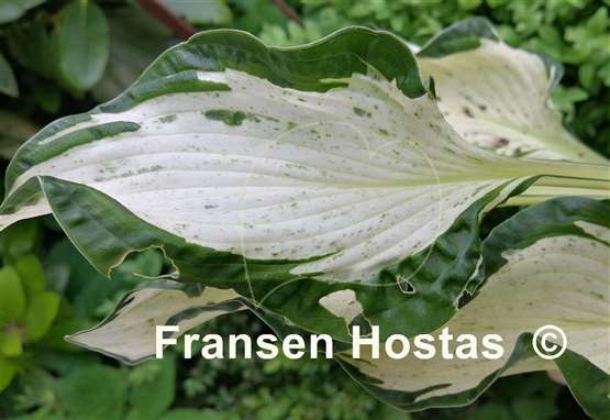 Hosta Alley's Star