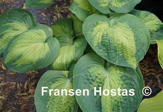 Hosta Alligator Alley