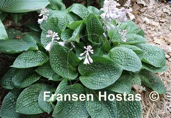 Hosta Alligator Rock
