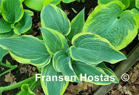 Hosta Alligator Shoes