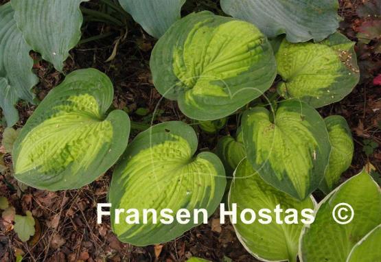 Hosta Alligator Alley