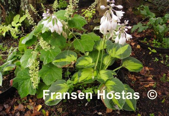 Hosta Alligator Alley