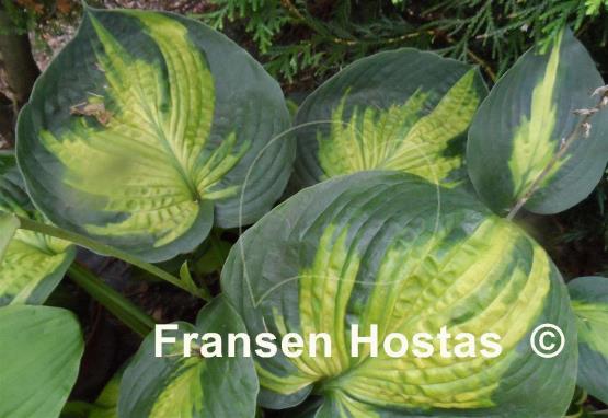 Hosta Alligator Alley