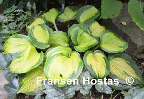 Hosta Alligator Alley