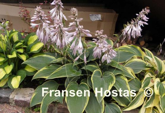 Hosta Alligator Shoes