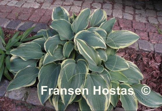 Hosta Alligator Shoes