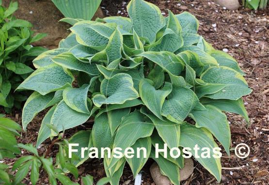 Hosta Alligator Shoes