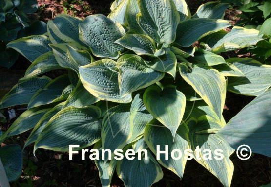 Hosta Alligator Shoes