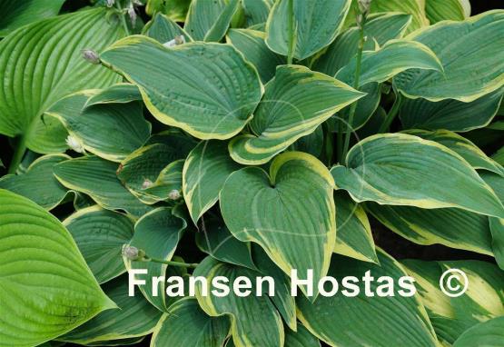 Hosta Alligator Shoes