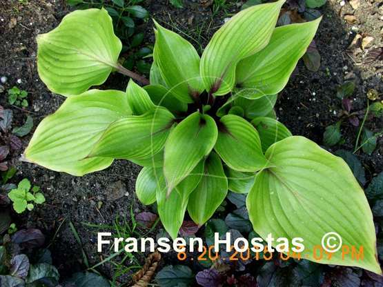 Hosta Almost - Fransen Hostas
