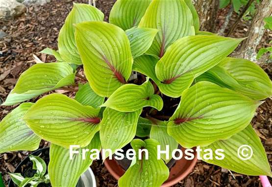 Hosta Almost