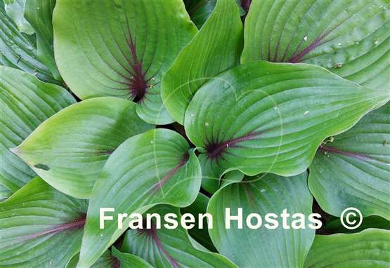 Hosta Almost