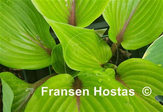 Hosta Almost