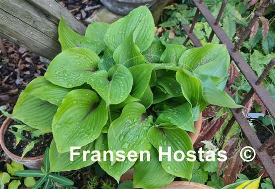 Hosta Almost