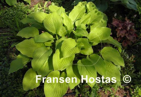 Hosta Alpine Aire