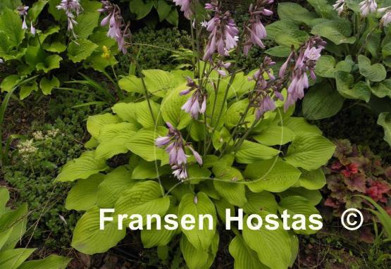 Hosta Alpine Aire