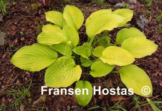 Hosta Alpine Aire