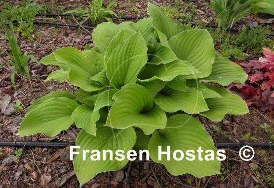 Hosta Alpine Aire