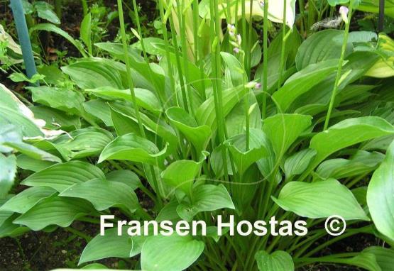 Hosta Alpine Dream