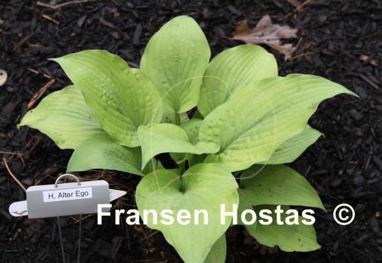 Hosta Alter Ego