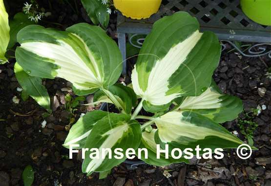 Hosta Alternative