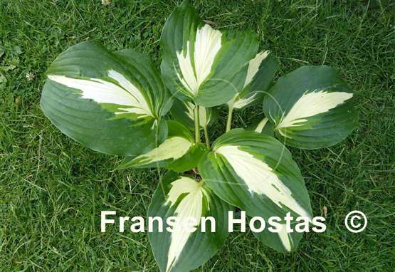 Hosta Alternative